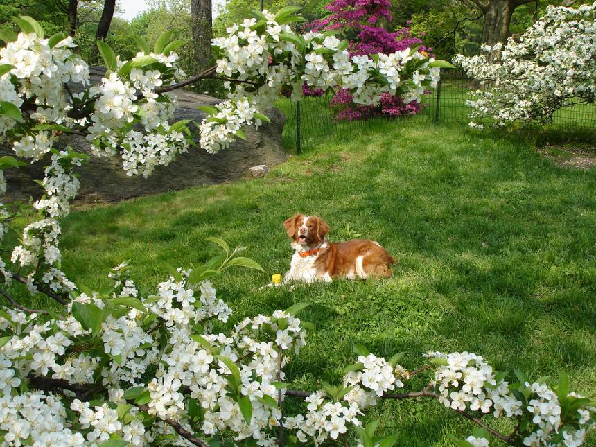 central park spring. Jake - Central Park Spring